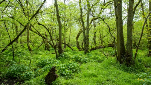 Dense green leaves and tree branches in a woodland